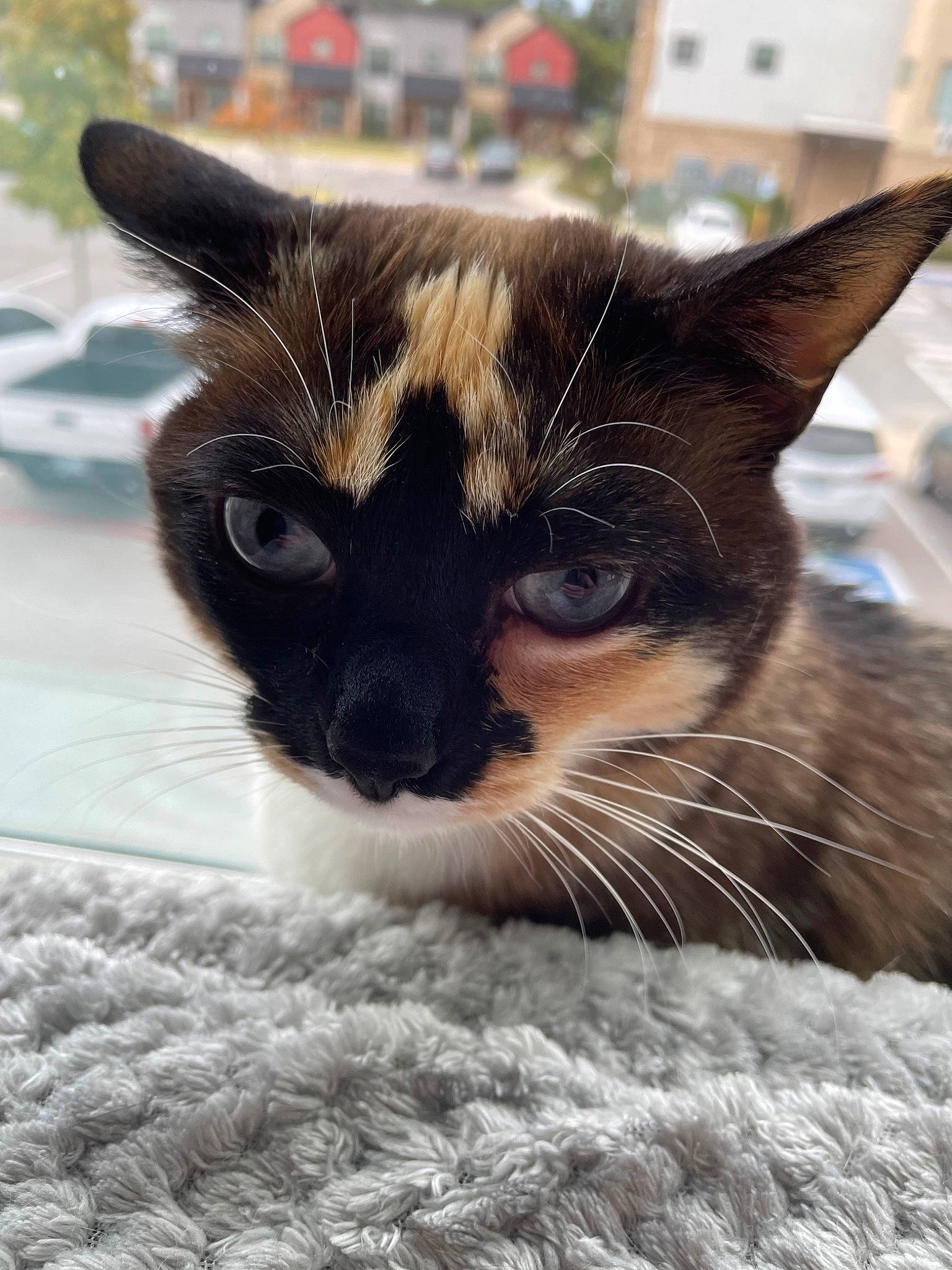 Delphine is registered to the contest to win money with this photo: black_cat, carnivore, cat, claw, close_up, comfort, domestic_short_haired_cat, eye, felidae, fur, grass, iris, linens, paw, small_to_medium_sized_cats, snout, terrestrial_animal, whiskers, wildlife, window