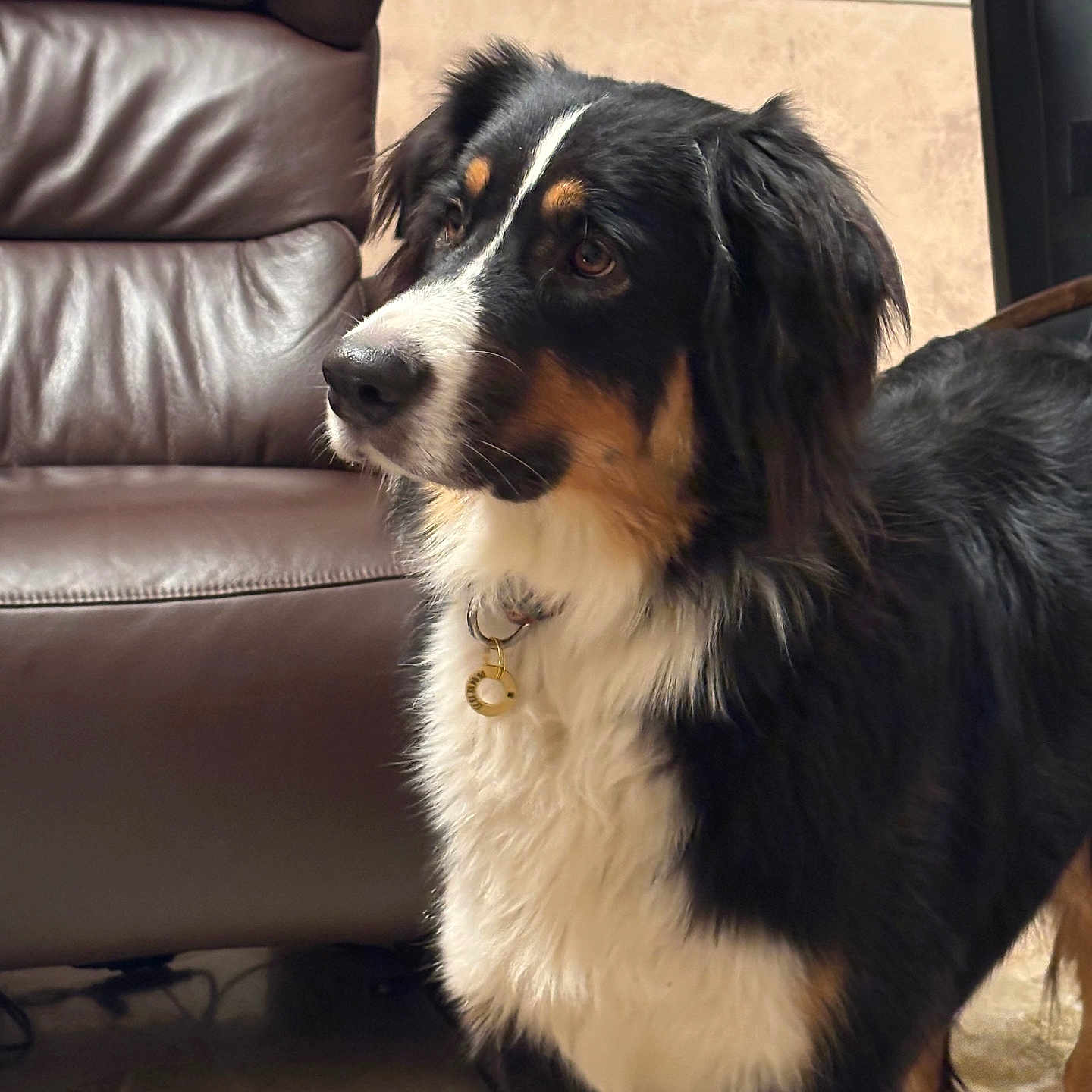 Ugsy participe au concours pour gagner de l'argent avec cette photo : alert, animal, black, brown, canine, carpet, collar, curtains, dog, domestic, floor, fur, house, indoor, leather_chair, pet, portrait, standing, white, window