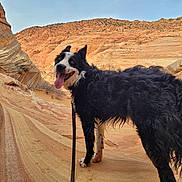 Draco is registered to the contest to win money with this photo: dog, border_collie, black_and_white, desert, sandstone, rock_formations, canyon, outdoor, animal, pet, tongue_out, leash, happy, curly_fur, landscape, nature, sunlight, adventure, walking, scenic