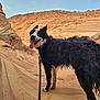 dog, border_collie, black_and_white, desert, sandstone, rock_formations, canyon, outdoor, animal, pet, tongue_out, leash, happy, curly_fur, landscape, nature, sunlight, adventure, walking, scenic