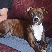 Athéna participe au concours pour gagner de l'argent avec cette photo : dog, brindle, pet, couch, blanket, indoor, relaxed, brown, white_chest, fur, animal, companion, domestic, leather, seated, calm, home, furniture, living_room, person_arm