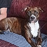 dog, brindle, pet, couch, blanket, indoor, relaxed, brown, white_chest, fur, animal, companion, domestic, leather, seated, calm, home, furniture, living_room, person_arm