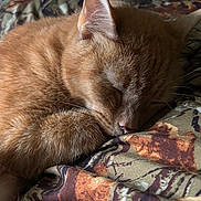 Peter joined the competition — help win amazing prizes! bedding, blanket, camouflage_pattern, cat, close_up, cozy, domestic_cat, ear, fur, indoor, nap, nose, orange_cat, paw, pet, portrait, sleeping, soft_texture, tabby, whiskers