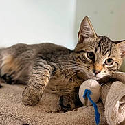 Banger participe au concours pour gagner de l'argent avec cette photo : cat, kitten, tabby, animal, pet, fur, whiskers, eyes, ears, face, lying_down, relaxed, cute, toy, string, towel, blanket, indoor, portrait, cozy