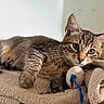 cat, kitten, tabby, animal, pet, fur, whiskers, eyes, ears, face, lying_down, relaxed, cute, toy, string, towel, blanket, indoor, portrait, cozy