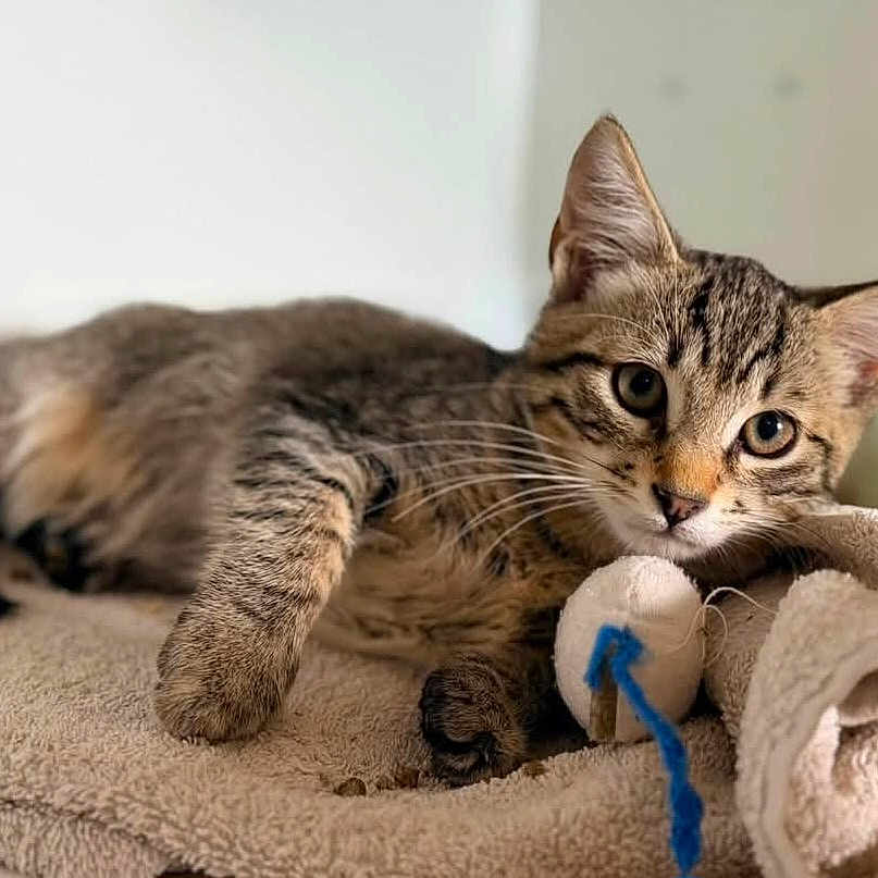 Banger participe au concours pour gagner de l'argent avec cette photo : cat, kitten, tabby, animal, pet, fur, whiskers, eyes, ears, face, lying_down, relaxed, cute, toy, string, towel, blanket, indoor, portrait, cozy