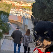 Aaron participe au concours pour gagner de l'argent avec cette photo : dog, small_dog, red_harness, outdoor, pathway, people, walking, blurred_background, trees, plants, marina, boats, mountains, sunlight, daytime, pets, animal, cute, portrait, nature