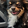 Aaron participe au concours pour gagner de l'argent avec cette photo : dog, small_dog, chihuahua, smiling, ears, fluffy, fur, car, car_interior, seat, blanket, striped_blanket, happy, pet, animal, close_up, portrait, window, daylight, black_fur