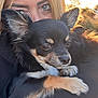 Aaron participe au concours pour gagner de l'argent avec cette photo : dog, chihuahua, person, face, blonde_hair, outdoor, sunset, pet, animal, closeup, portrait, black_fur, tan_fur, eyes, warm_light, nature, grass, cuddle, affection, calm