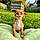 Canela