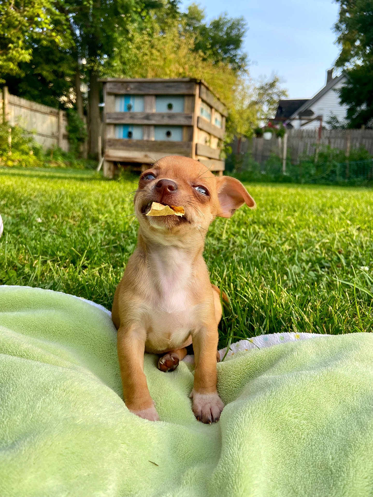 Canela joined the competition — help win amazing prizes! puppy, dog, brown, grass, blanket, outdoor, backyard, cute, chip, snack, small_dog, playful, sunlight, wooden_structure, fence, greenery, pet, animal, summer, funny_expression
