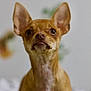 Canela is registered to the contest to win money with this photo: dog, chihuahua, pet, animal, brown, ears, face, portrait, closeup, indoor, looking, cute, small_dog, fur, whiskers, nose, eyes, expression, mammal, domestic_animal