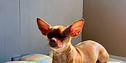 Canela is registered to the contest to win money with this photo: dog, chihuahua, small_dog, pet, animal, cushion, flower_shaped, indoor, sunlight, rainbow_light, relaxed, brown_fur, ears, snout, paw, cozy, home, wall, shadow, resting
