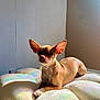 dog, chihuahua, small_dog, pet, animal, cushion, flower_shaped, indoor, sunlight, rainbow_light, relaxed, brown_fur, ears, snout, paw, cozy, home, wall, shadow, resting