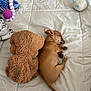 Canela is registered to the contest to win money with this photo: puppy, sleeping, brown_dog, stuffed_animal, teddy_bear, blanket, soft_toys, bed, cute, small_dog, indoor, resting, cozy, animal, pet, fur, toy, quiet, peaceful, sleep