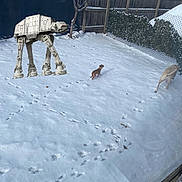 Canela is registered to the contest to win money with this photo: snow, backyard, dog, small_dog, large_dog, fence, tree, footprints, winter, outdoor, snow_covered, house, chain_link_fence, leafless_tree, grass, digital_art, toy, science_fiction, star_wars, at_at_walker