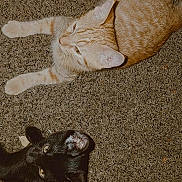 Obi Wan Kenobi joined the competition — help win amazing prizes! cat, cats, ginger_cat, black_cat, pet, animal, feline, carpet, indoor, laying_down, fur, whiskers, ears, eyes, cute, relaxed, domestic_animal, two_animals, playful, side_eye