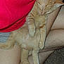 cat, kitten, sleeping, orange_tabby, person, lap, red_shirt, gray_shorts, fur, tail, legs, skin, hairy_legs, indoor, carpet, relaxing, pet, cute, animal, nap