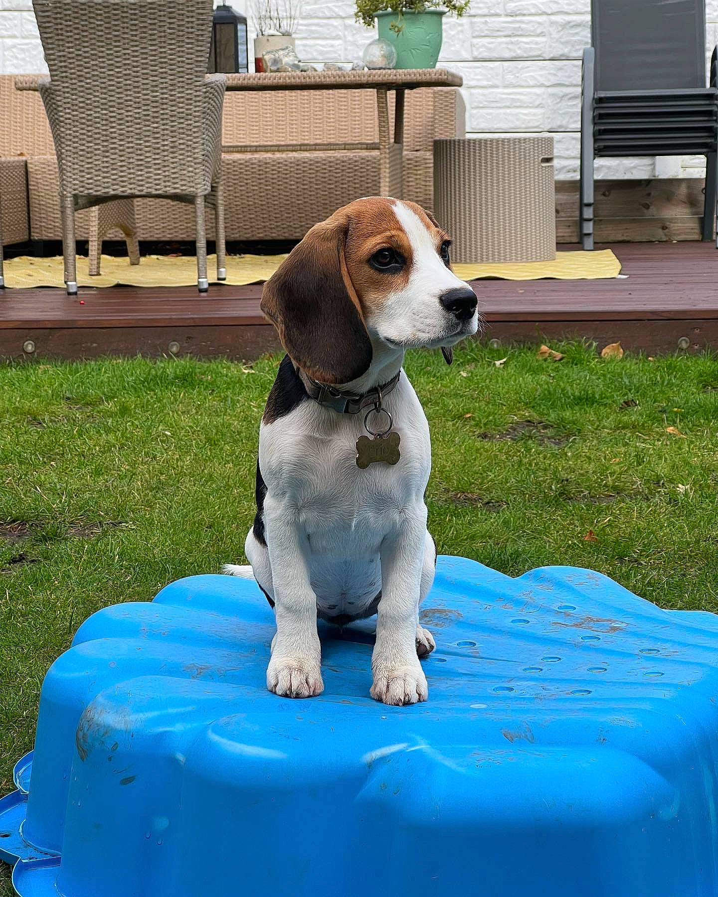Brie is registered to the contest to win money with this photo: beagle_harrier, canidae, carnivore, chair, collar, companion_dog, dog, dog_breed, dog_supply, fawn, grass, gun_dog, hound, outdoor_furniture, scent_hound, snout, sporting_group, tail, window, working_animal