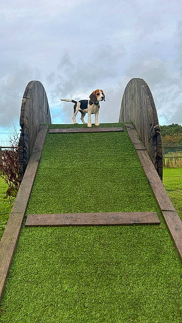 Brie joined the competition — help win amazing prizes! art, carnivore, cloud, dog, environmental_art, garden, grass, grassland, hedge, landscape, lawn, leisure, monument, pasture, plant, recreation, rock, shrub, sky, tree