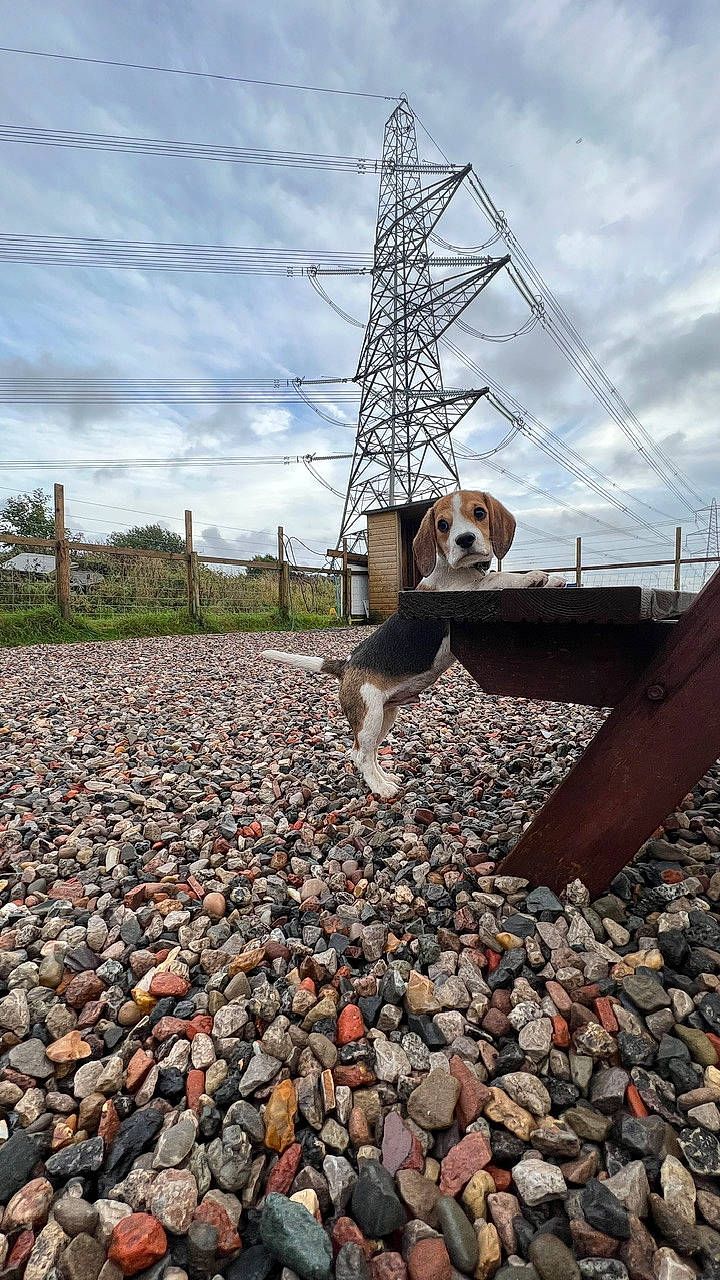 Bruce joined the competition — help win amazing prizes! asphalt, brick, carnivore, cloud, companion_dog, dog, dog_breed, fawn, flooring, horizon, landscape, leash, leisure, overhead_power_line, road_surface, rock, sky, soil, transmission_tower, wood