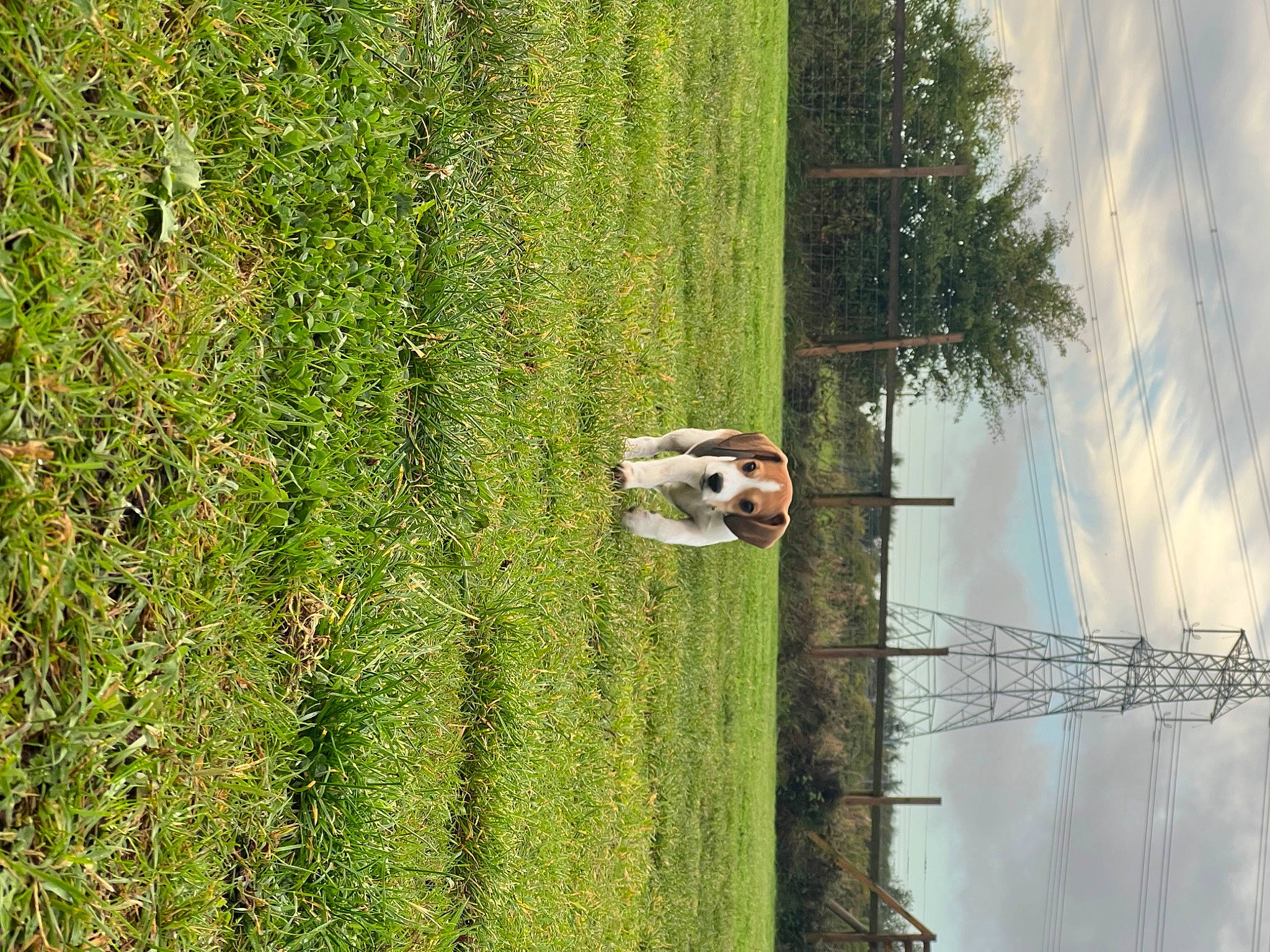 Bruce joined the competition — help win amazing prizes! biome, cloud, grass, grass_family, grassland, groundcover, landscape, leaf, natural_landscape, pasture, plant, reflection, shrub, sky, tree, trunk, vegetation, wildlife, wood, woody_plant