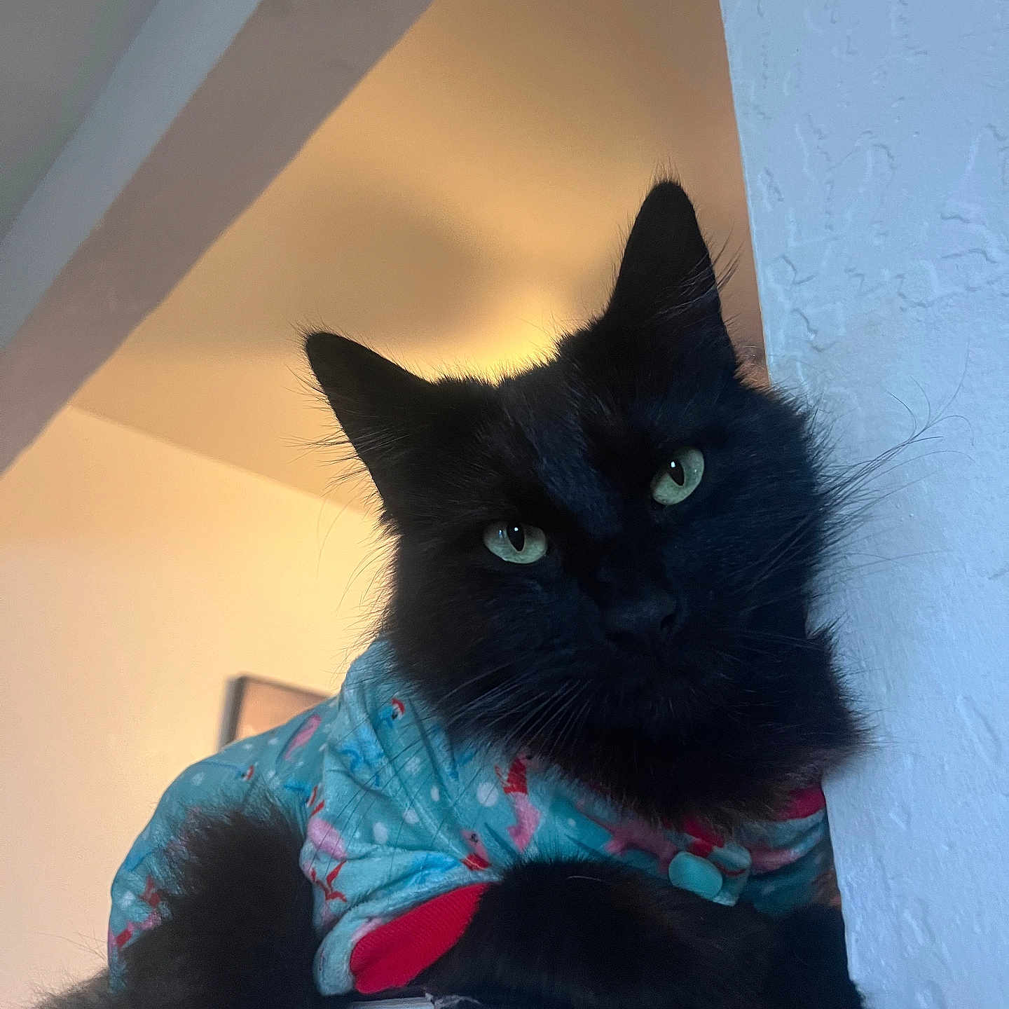 Serafin joined the competition — help win amazing prizes! animal, black_cat, book, cat, closeup, cozy, cute, feline, flamingo_pattern, fluffy, green_eyes, indoor, law_book, pajamas, pet, portrait, relaxed, resting, soft_lighting, wall