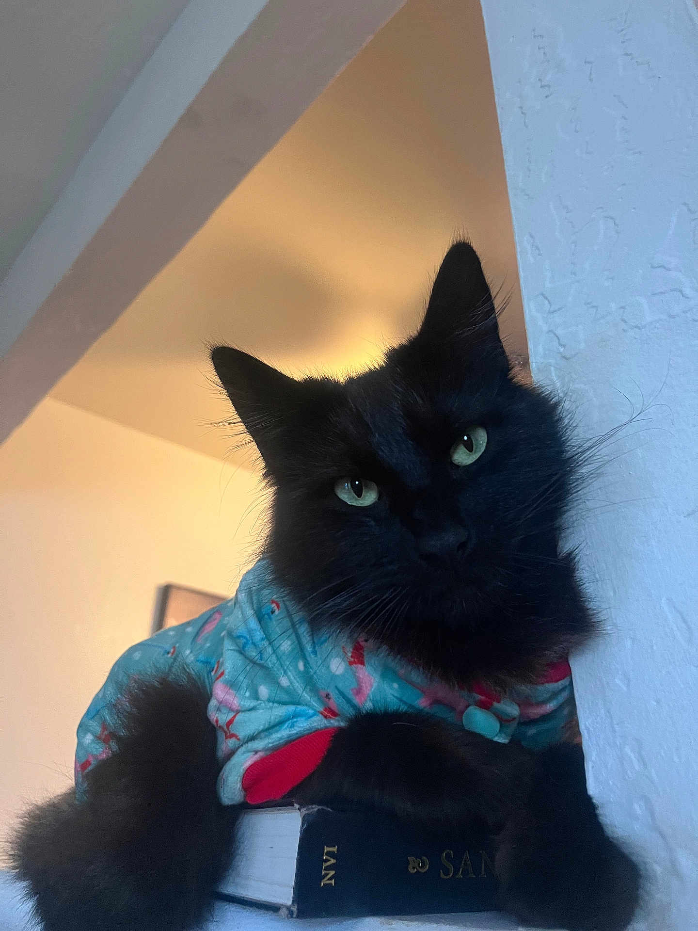 Serafin joined the competition — help win amazing prizes! cat, black_cat, fluffy, green_eyes, pajamas, flamingo_pattern, book, law_book, indoor, wall, cozy, pet, animal, feline, resting, closeup, soft_lighting, portrait, cute, relaxed