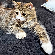 Pretty Boy joined the competition — help win amazing prizes! animal, bed, blanket, cat, closeup, cute, ears, feline, fluffy, fur, indoor, kitten, paw, pet, relaxed, soft, stretching, tabby, whiskers, young