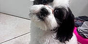 Bingo joined the competition — help win amazing prizes! dog, puppy, black_and_white, fluffy, pet, indoor, tile_floor, cute, small_dog, curious, head_tilt, fur, animal, companion, domestic, adorable, young_dog, looking_up, household, friendly