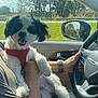 Bingo joined the competition — help win amazing prizes! dog, pet, car, person, harness, black_and_white, happy, smiling, window, steering_wheel, arm, seatbelt, daylight, trees, grass, side_mirror, indoor, human, casual_clothing, nature