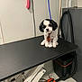 Bingo is registered to the contest to win money with this photo: dog, grooming_table, pet_grooming, small_dog, black_and_white, tie, indoor, animal, pet, leash, equipment, vacuum_hose, wall, floor, table, shy, sitting, cute, waiting, calm