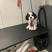 Bingo joined the competition — help win amazing prizes! dog, small_dog, black_and_white, tie, grooming_table, pet_grooming, indoor, pet_care, animal, cute, sitting, leash, grooming_room, vacuum, cord, wall, floor, pet_accessory, clean, waiting
