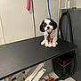 dog, small_dog, black_and_white, tie, grooming_table, pet_grooming, indoor, pet_care, animal, cute, sitting, leash, grooming_room, vacuum, cord, wall, floor, pet_accessory, clean, waiting