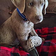 Ryker is registered to the contest to win money with this photo: puppy, dog, blue_collar, toy, blanket, red_and_black, checkered_pattern, couch, brown_furniture, indoor, flower_vase, decor, pet, fur, sitting, close_up, cute, young_dog, animal, domestic