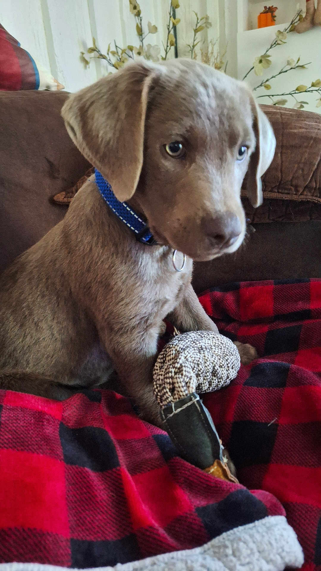 Ryker is registered to the contest to win money with this photo: puppy, dog, blue_collar, toy, blanket, red_and_black, checkered_pattern, couch, brown_furniture, indoor, flower_vase, decor, pet, fur, sitting, close_up, cute, young_dog, animal, domestic