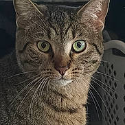 Mocha is registered to the contest to win money with this photo: animal, cat, close_up, clothing, ears, feline, fur, green_eyes, household, indoor, laundry_basket, laundry_room, pet, photography, portrait, sitting, staring, striped_fur, tabby_cat, whiskers