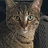 animal, cat, close_up, clothing, ears, feline, fur, green_eyes, household, indoor, laundry_basket, laundry_room, pet, photography, portrait, sitting, staring, striped_fur, tabby_cat, whiskers