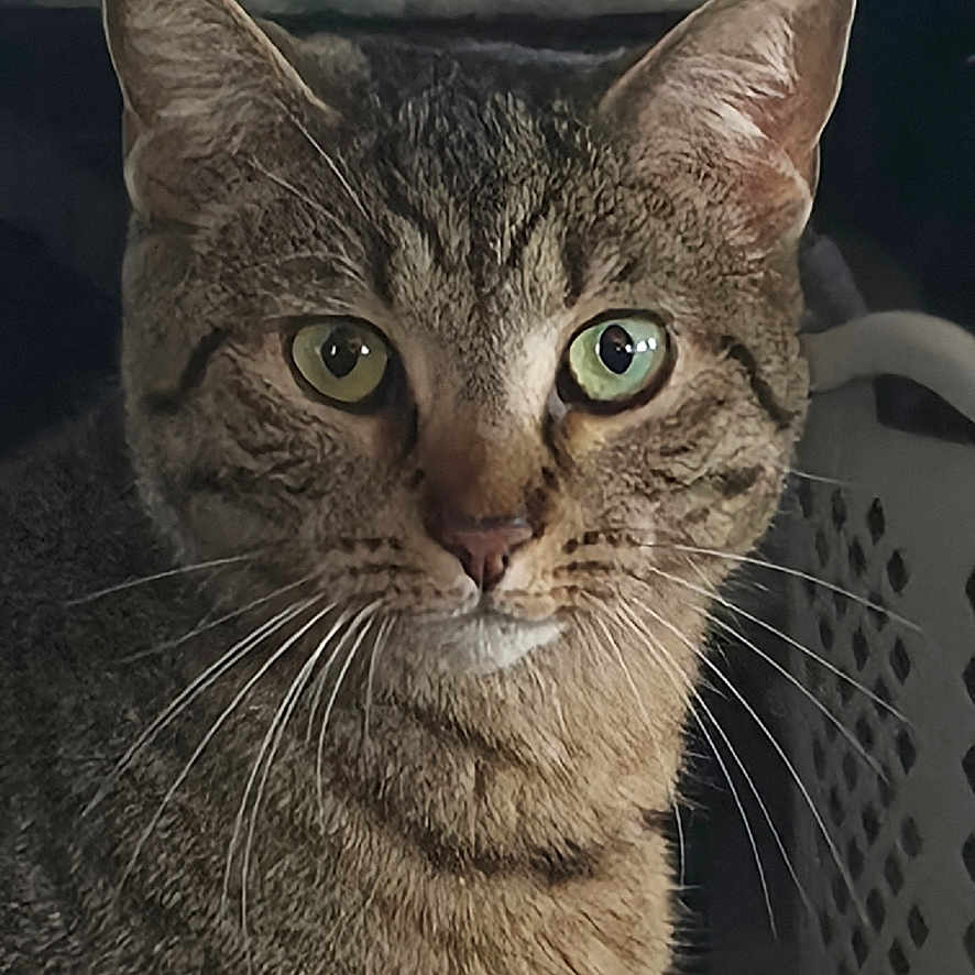 Mocha is registered to the contest to win money with this photo: animal, cat, close_up, clothing, ears, feline, fur, green_eyes, household, indoor, laundry_basket, laundry_room, pet, photography, portrait, sitting, staring, striped_fur, tabby_cat, whiskers