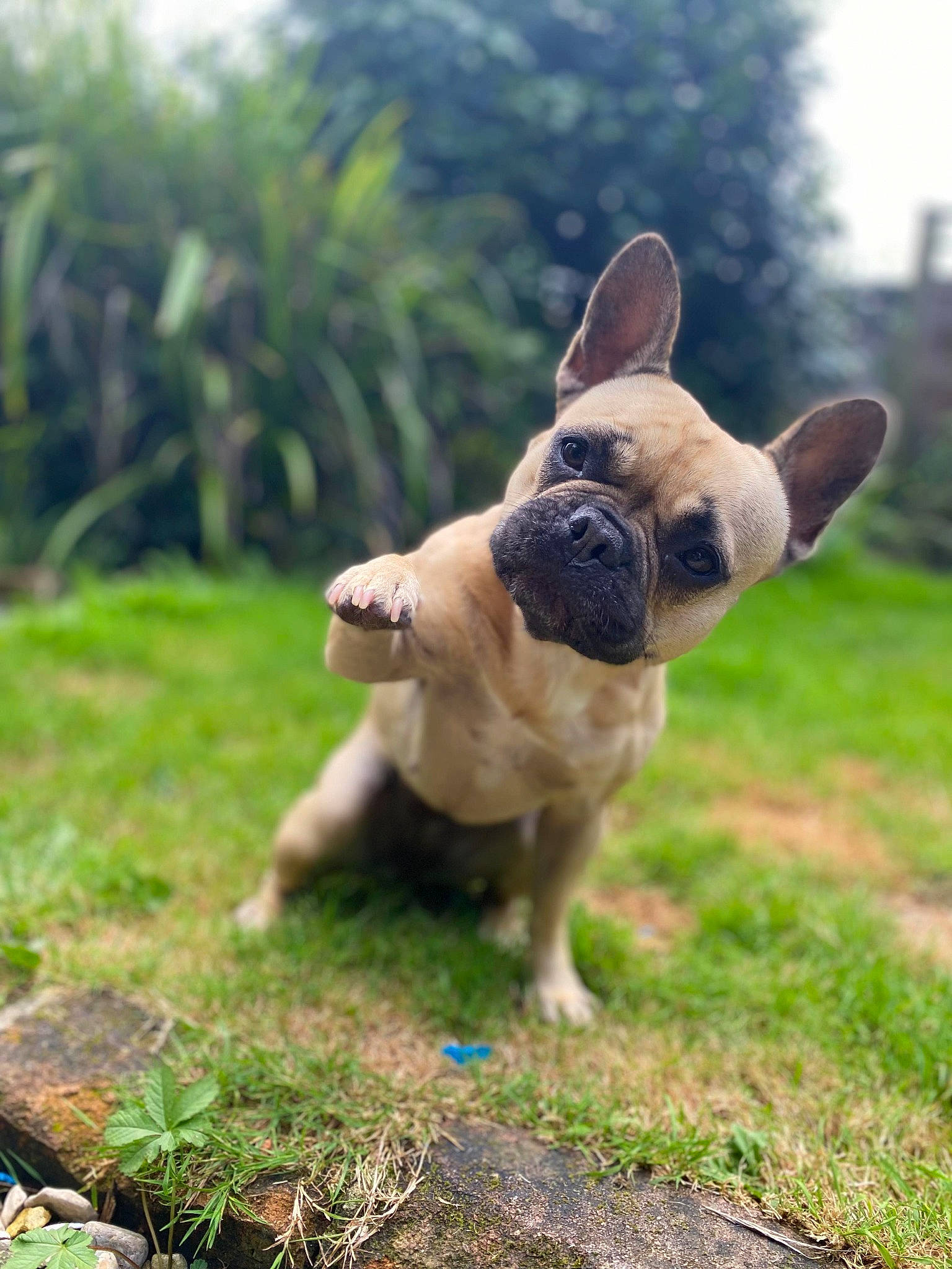 Gadget is registered to the contest to win money with this photo: canidae, carnivore, companion_dog, dog, dog_breed, ear, fawn, grass, grassland, palm_tree, plant, sky, snout, sporting_group, tail, terrestrial_animal, toy_dog, tree, whiskers, working_animal