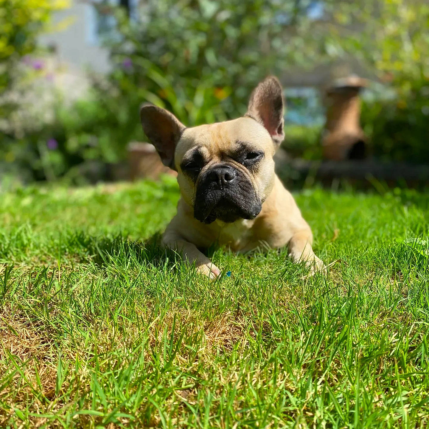Gadget is registered to the contest to win money with this photo: bulldog, canidae, carnivore, companion_dog, dog, dog_breed, fawn, grass, grassland, groundcover, lawn, plant, pug, snout, sporting_group, terrestrial_animal, toy_dog, whiskers, working_animal, wrinkle
