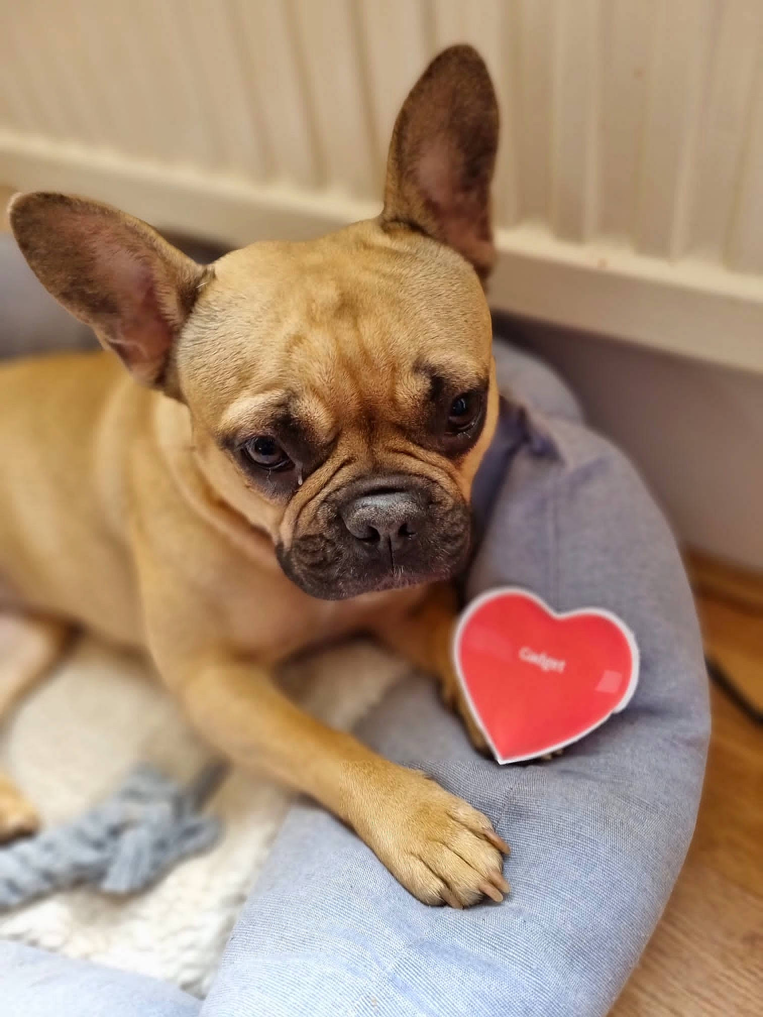 Gadget is registered to the contest to win money with this photo: bulldog, canidae, carnivore, comfort, companion_dog, dog, dog_breed, ear, fawn, flooring, french_bulldog, mammal, organ, snout, sporting_group, toy_dog, whiskers, wood, working_animal, wrinkle