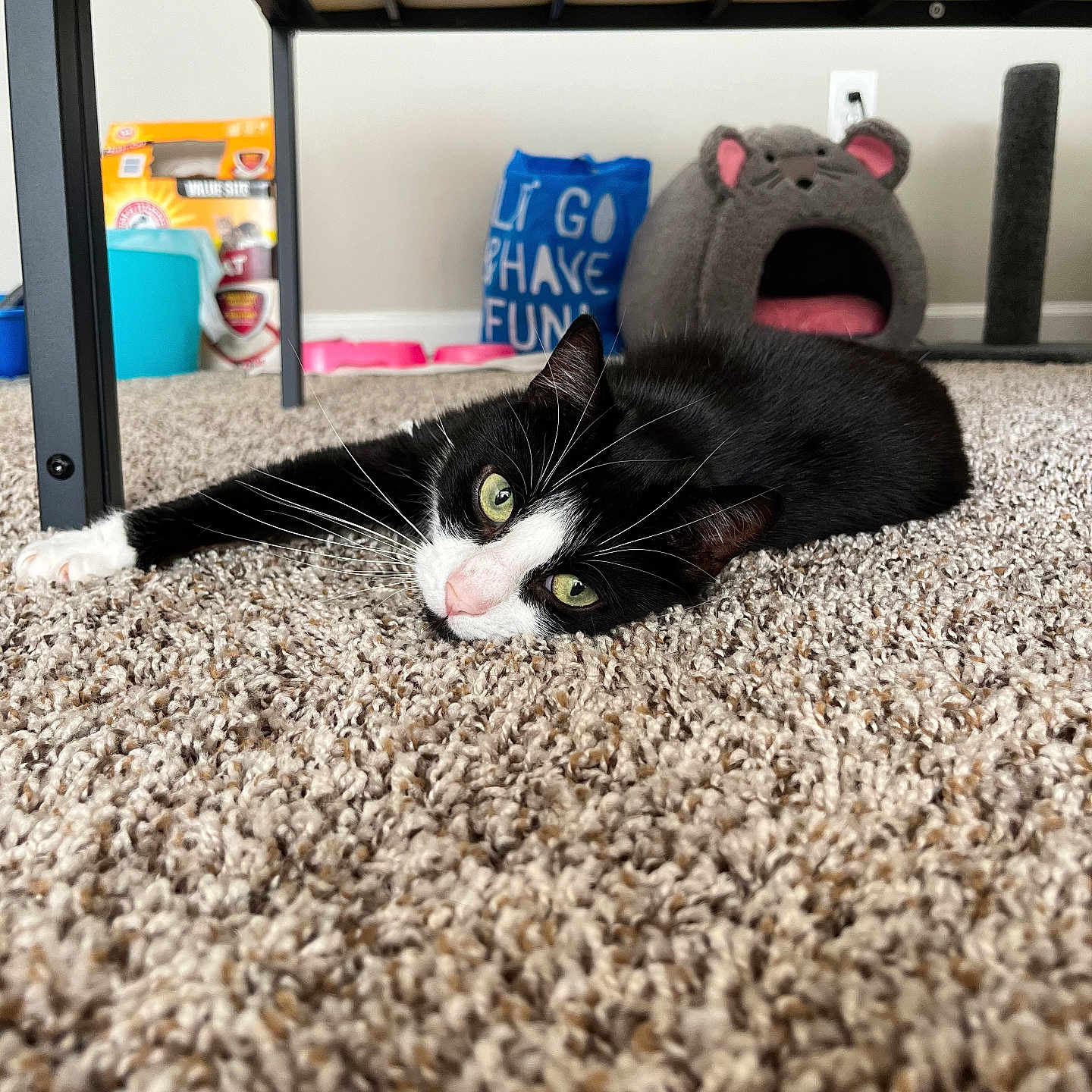 Tally joined the competition — help win amazing prizes! accessories, animal, architecture, bag, bed, bedroom, building, cat, furniture, handbag, homedecor, indoors, interiordesign, kitten, manx, outdoors, pet, room, shelter, toy