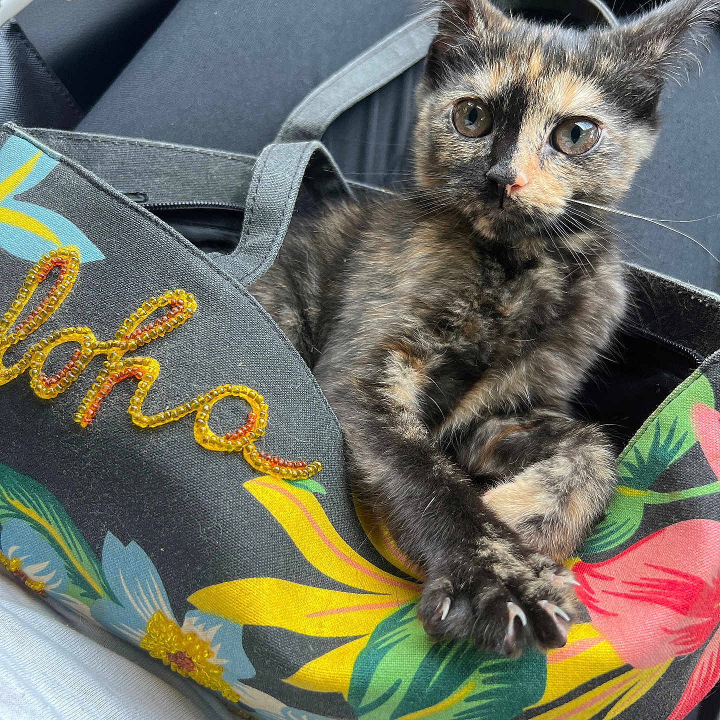 Luna joined the competition — help win amazing prizes! abyssinian, accessories, alloywheel, animal, bag, car, carwheel, cat, cushion, handbag, homedecor, kitten, machine, manx, pet, spoke, tire, transportation, vehicle, wheel