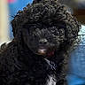 Onyx joined the competition — help win amazing prizes! dog, black_dog, curly_fur, fluffy, pet, canine, portrait, closeup, face, eyes, nose, indoor, blurred_background, colorful_background, collar, red_collar, long_hair, adorable, seated, animal_photography
