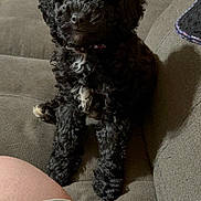 Onyx is registered to the contest to win money with this photo: puppy, dog, black_dog, curly_fur, small_dog, pet, animal, sitting, couch, sofa, indoors, living_room, portrait, fluffy, cute, companion_animal, dark_fur, white_chest_marking, person, cozy