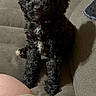 puppy, dog, black_dog, curly_fur, small_dog, pet, animal, sitting, couch, sofa, indoors, living_room, portrait, fluffy, cute, companion_animal, dark_fur, white_chest_marking, person, cozy
