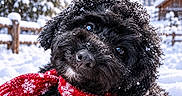 Onyx is registered to the contest to win money with this photo: dog, black_dog, snow, snowfall, winter, scarf, red_scarf, paw_print, outdoor, mountains, alpine, village, trees, portrait, close_up, fluffy, curly_fur, cute, animal, frosty