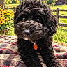 Onyx is registered to the contest to win money with this photo: dog, puppy, black_dog, curly_fur, fluffy, pet, portrait, sitting, outdoors, countryside, garden, flowers, yellow_flowers, wooden_fence, barn, pasture, hills, blanket, collar, orange_tag