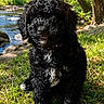 dog, puppy, black_dog, curly_fur, fluffy, sitting, outdoors, forest, woodland, stream, river, grass, trees, nature, sunlight, portrait, pet, collar, white_chest, animal
